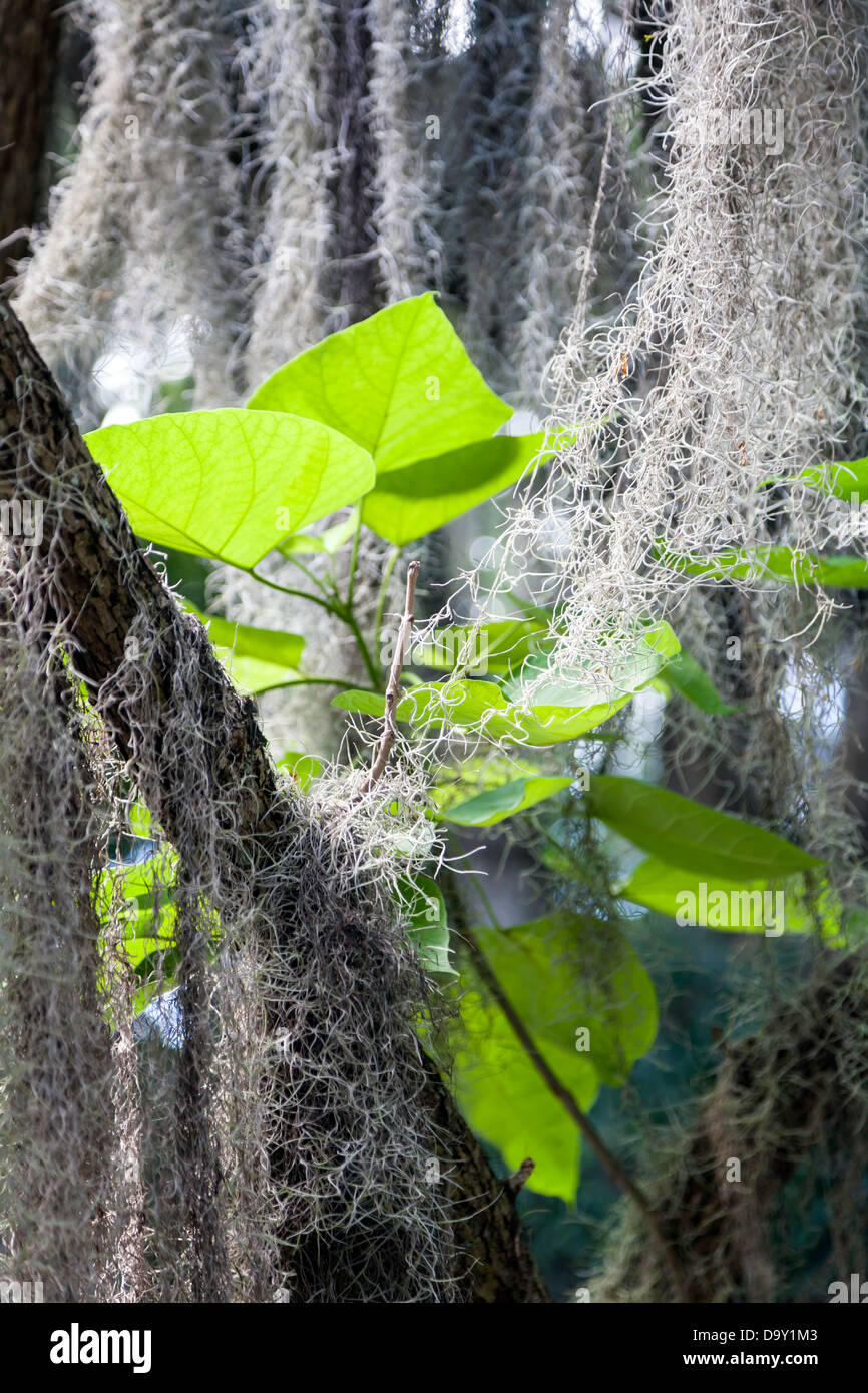 Muschio spagnolo (Tillandsia usneoides), la fioritura delle piante osservate in giardini Kanapaha vicino a Gainesville, Florida. Foto Stock