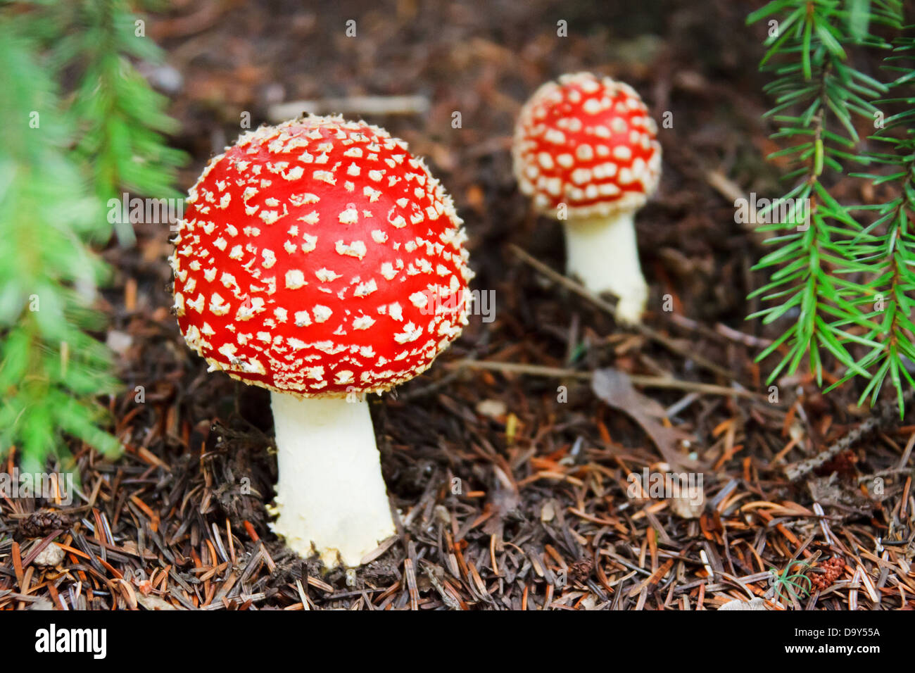 Vola il tappo colorato Pericolo caduta forest funghi fungo Foto Stock