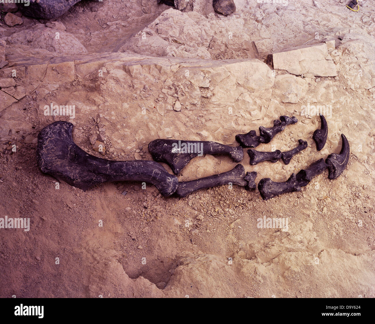 Arto anteriore di un Allosaur, Allosaurus fragilis, sul display nel dinosauro Cleveland-Lloyd cava, Utah. Foto Stock