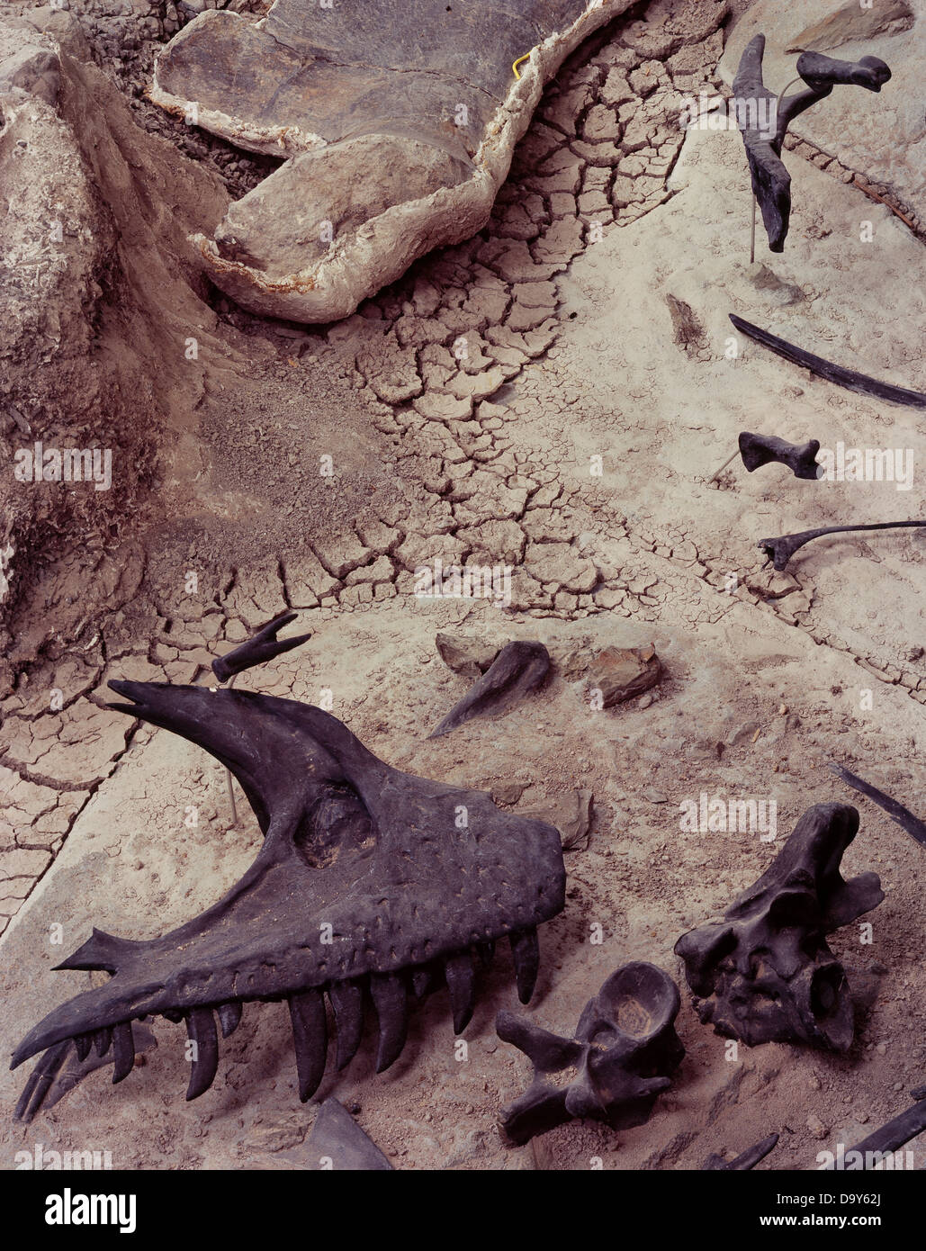 Assemblage Jurassic Morrison formazione fossili di dinosauro prevalentemente Allosaurs protetto al di sotto della cava Cleveland-Lloyd costruzione Foto Stock