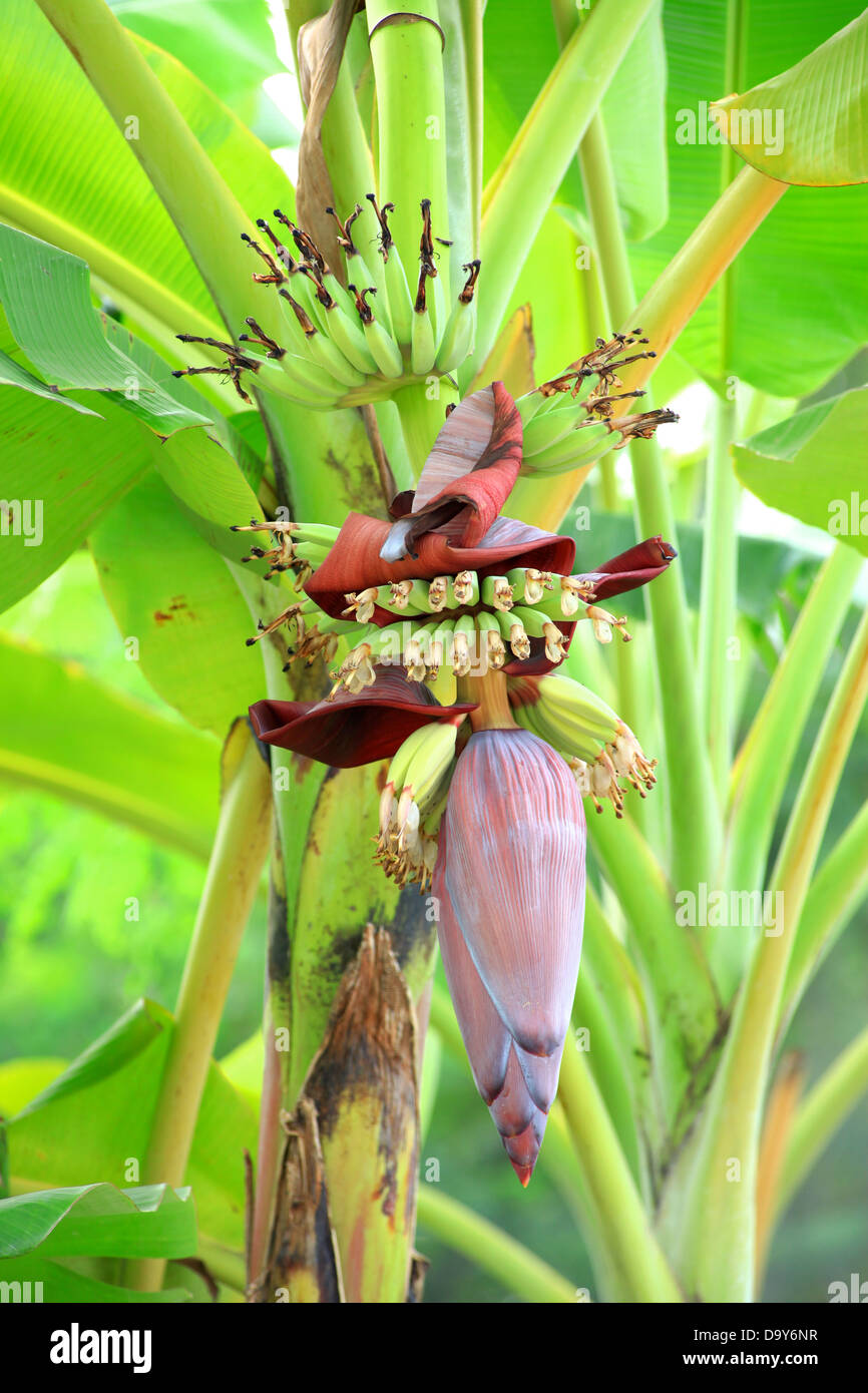 Fiore della banana Foto Stock