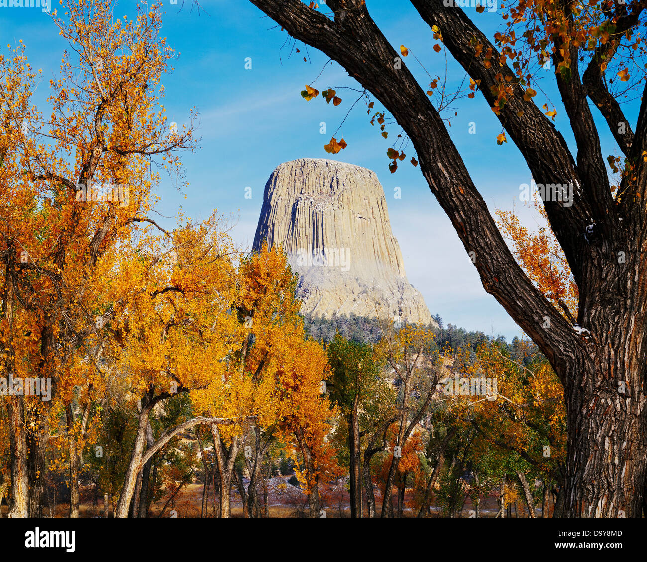 Stati Uniti d'America, Wyoming Devils Tower National Monument, Devils Tower incorniciato da cottonwoods in autunno Foto Stock