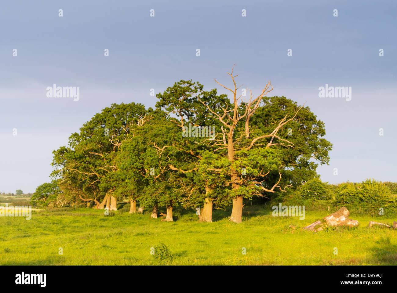 Coppia alberi di quercia sul vecchio a pascolo, Norfolk, Inghilterra, Giugno Foto Stock