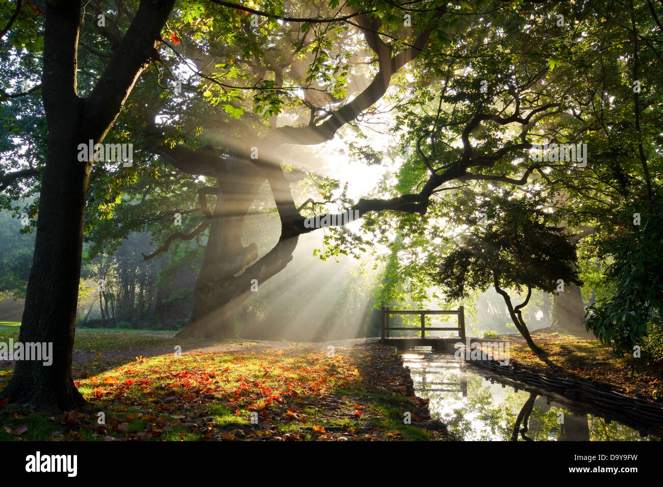 Raggi di sole raggi crepuscolari rottura attraverso gli alberi in Hampden Park Eastbourne Foto Stock