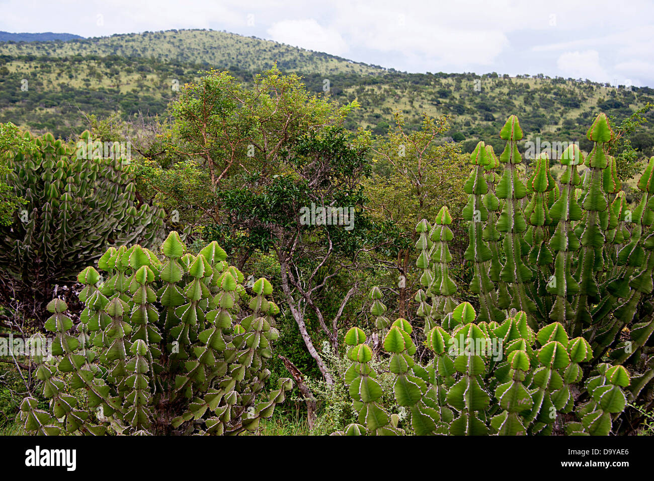Paesaggio con le piante succulente in primo piano. KwaZulu-Natal, in Sudafrica. Foto Stock