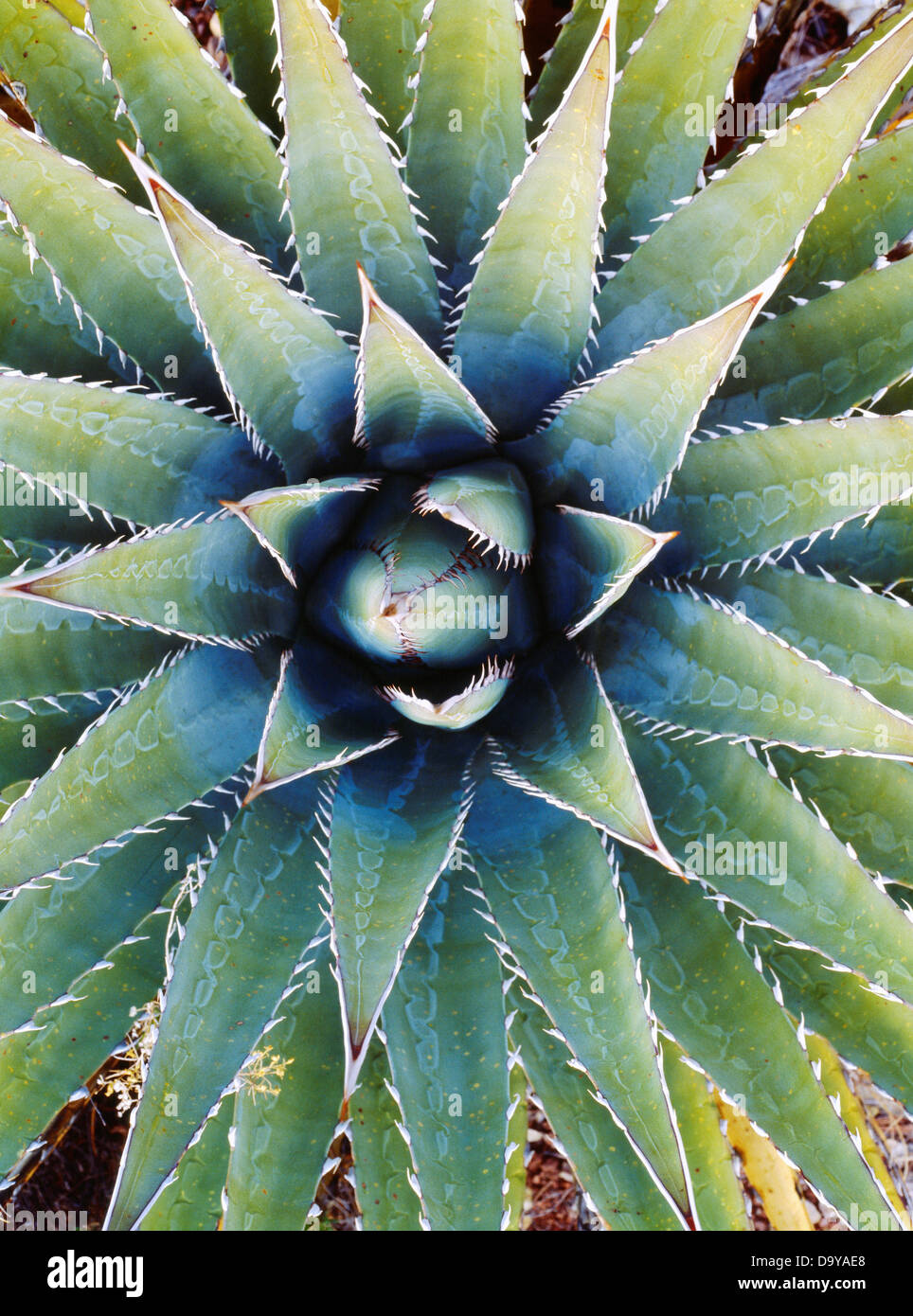 Stati Uniti d'America, Arizona, il Parco Nazionale del Grand Canyon, a Ferro di Cavallo Mesa, rosetta basale di Kaibab secolo-impianto (Agave kaibabensis) Foto Stock