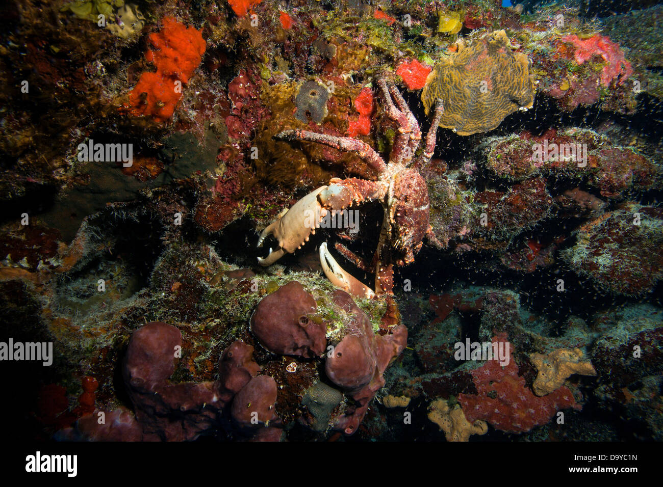 Messico, Cozumel e profondi di Chankanaab Reef, Grandi reef granchi (mithrax sp.) sulla spugna colorate coperte reef Foto Stock