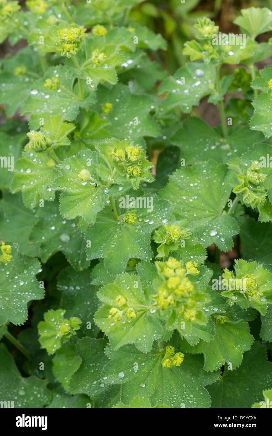 Onorevoli manto, Alchemilla mollis, Norfolk, Inghilterra, Giugno. Foto Stock
