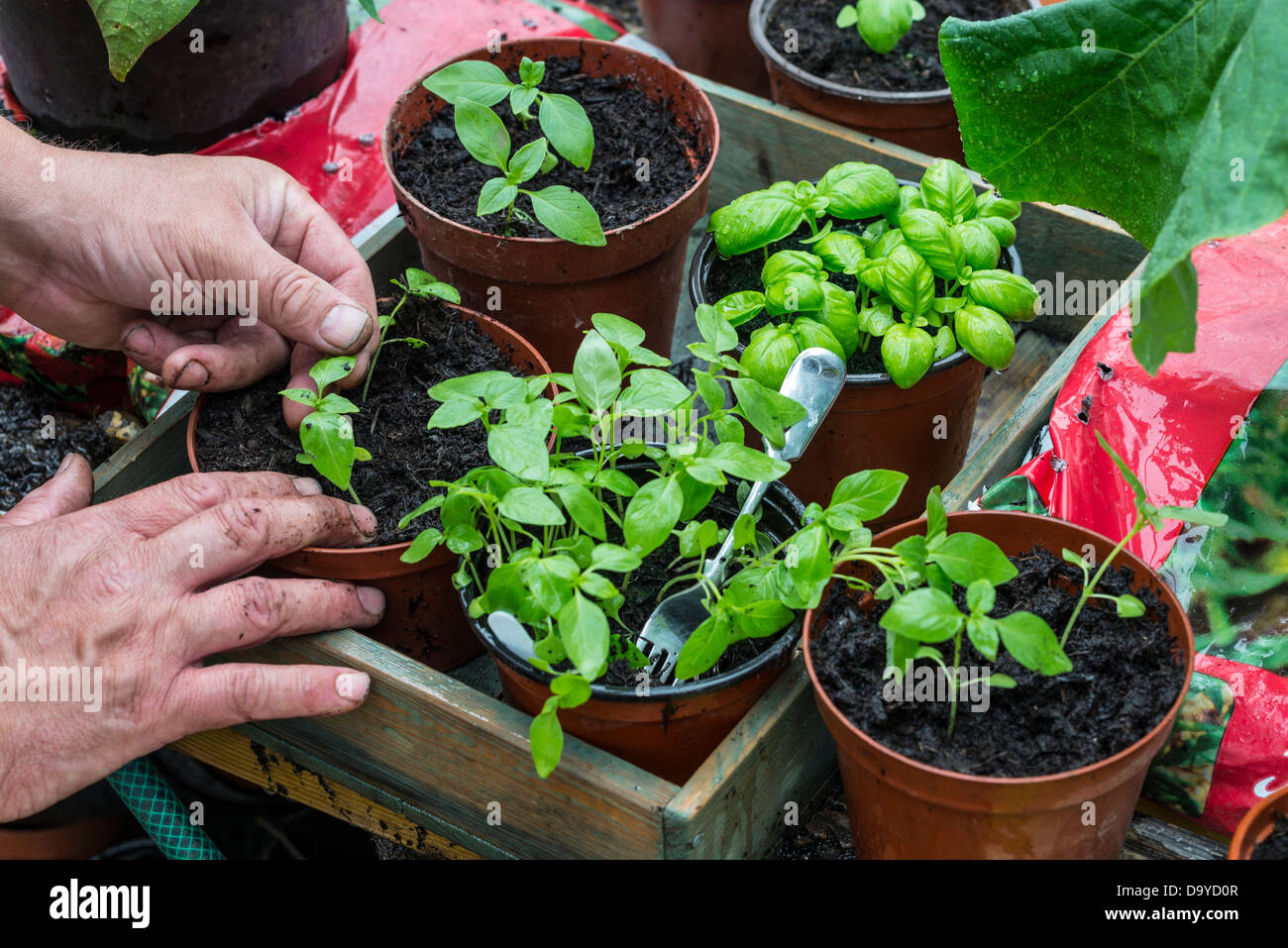 Giardiniere potting su Limone basilico, seedings, in pentole, Foto Stock