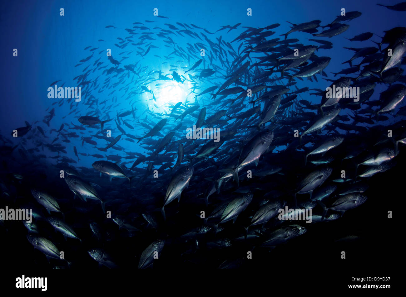 Scuola di tonno obeso trevallies (Caranx sexfasciatus) con sunburst, Vaavu Atoll, Maldive Foto Stock