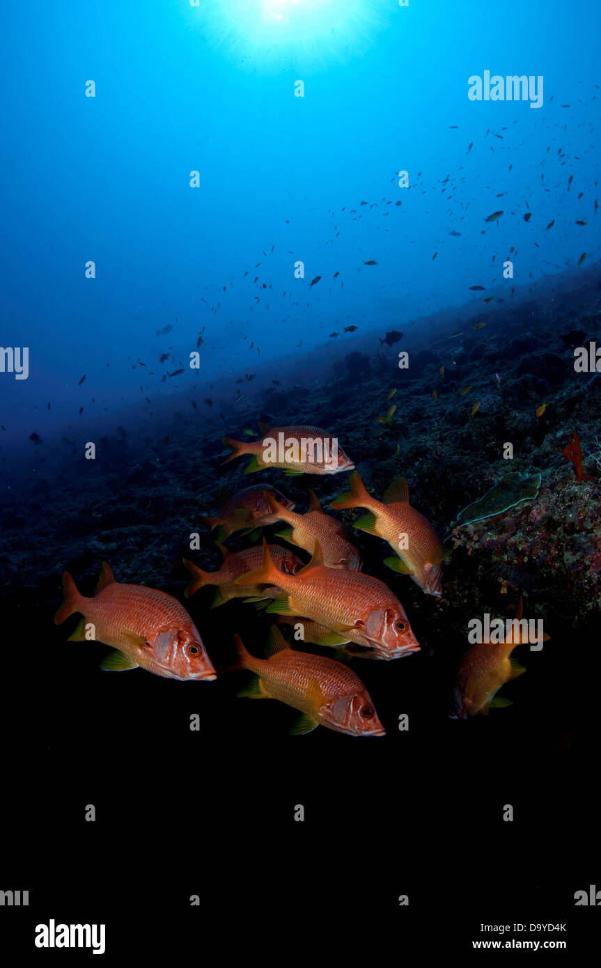 Scuola di Sabre squirrelfish (Sargocentron spiniferum) sulla barriera corallina, Vaavu Atoll, Maldive Foto Stock