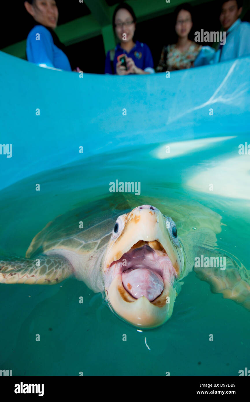 Olive Ridley Sea Turtle (Lepidochelys olivacea) di turtle allevamento e centro di riabilitazione, Brunei Foto Stock