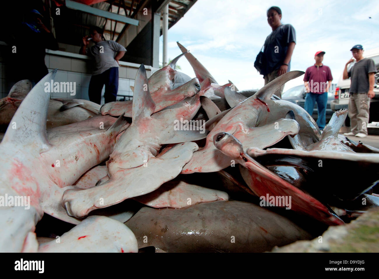 Squali martello e raggi ammassati per essere macellata e alettata, Brunei Foto Stock