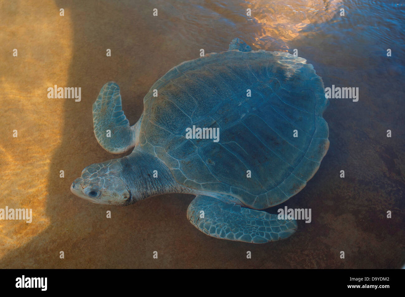 Olive Ridley Sea Turtle (Lepidochelys olivacea) in un pool di turtle allevamento e centro di riabilitazione, Brunei Foto Stock