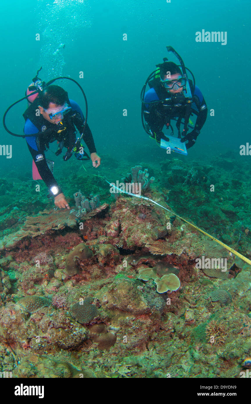 La pesca a condurre una gestione della barriera corallina e analisi della biodiversità, Brunei Foto Stock