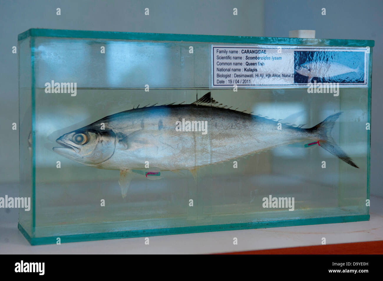 Camera campione nel Dipartimento Pesca della sede centrale, ogni specie nella regione è descritto, conservate e catalogate, Brunei Foto Stock