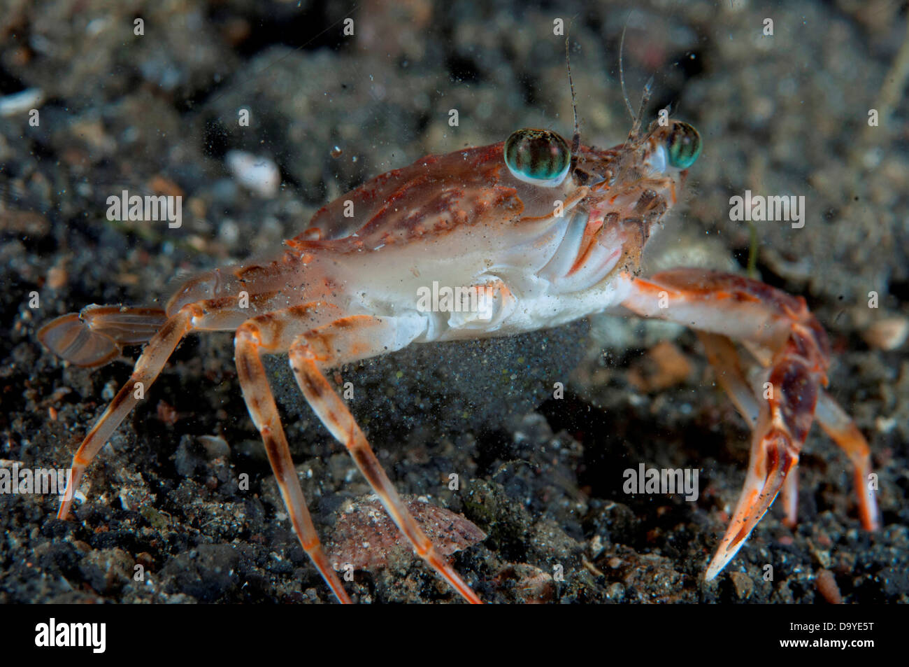 Il granchio di nuoto (Thalamita sp.) con che trasporta le uova, Lembeh strait, Sulawesi, Indonesia Foto Stock