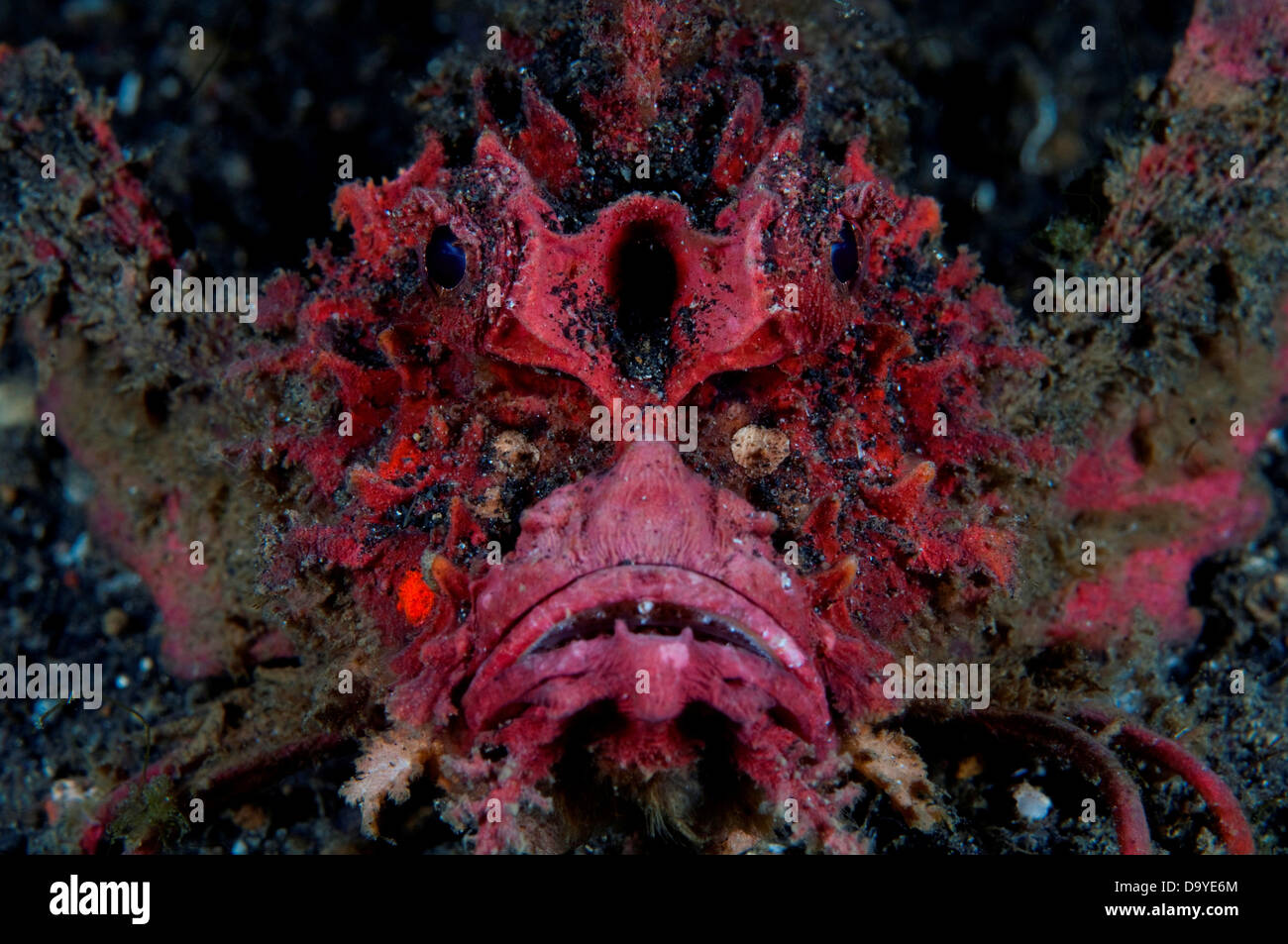 Close-up di un demone Stinger (Inimicus didactylus), Lembeh strait, Sulawesi, Indonesia Foto Stock