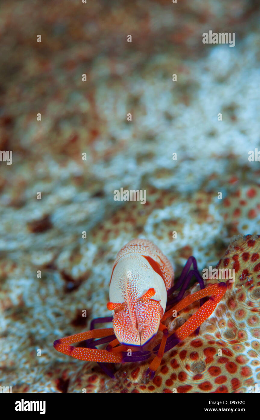 Gamberetti commensali, Periclimenes imperator, vicino la vista frontale di gamberi su host, Lembeh strait, Sulawesi, Indonesia Foto Stock