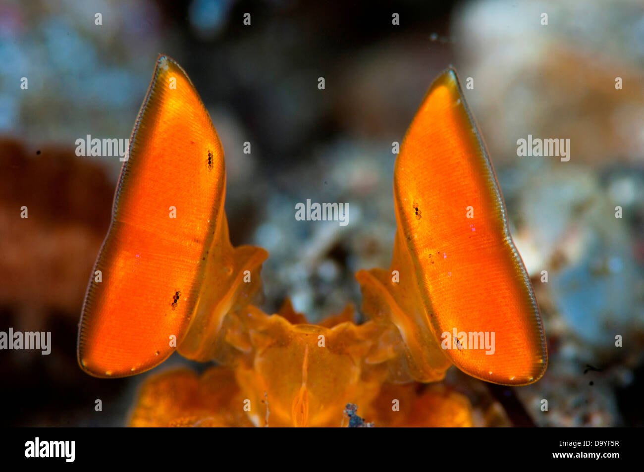 Infilzare Canocchia, Lysiosquilloides Sp., Extreme close up occhi, Lembeh strait, Sulawesi, Indonesia Foto Stock