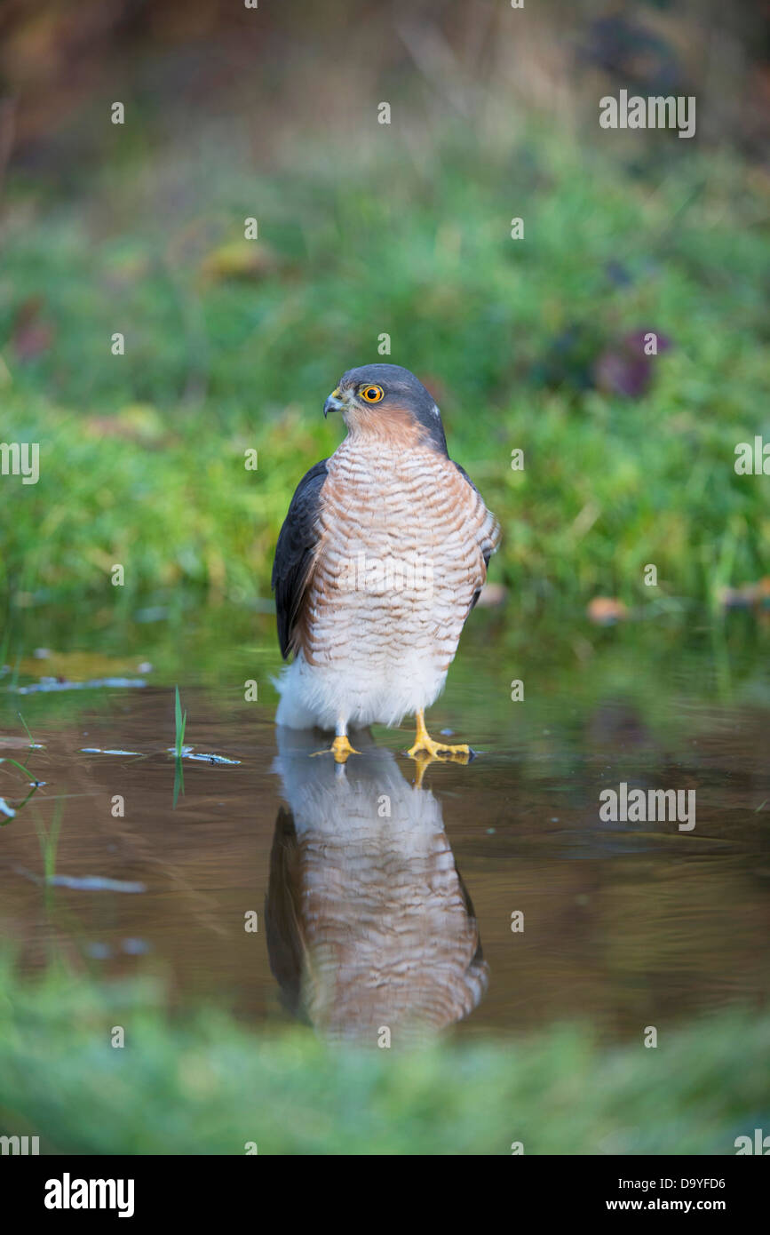 Regno Unito, Norfolk, Sparviero (Accipiter nisus) bagni in acqua ghiacciata Foto Stock