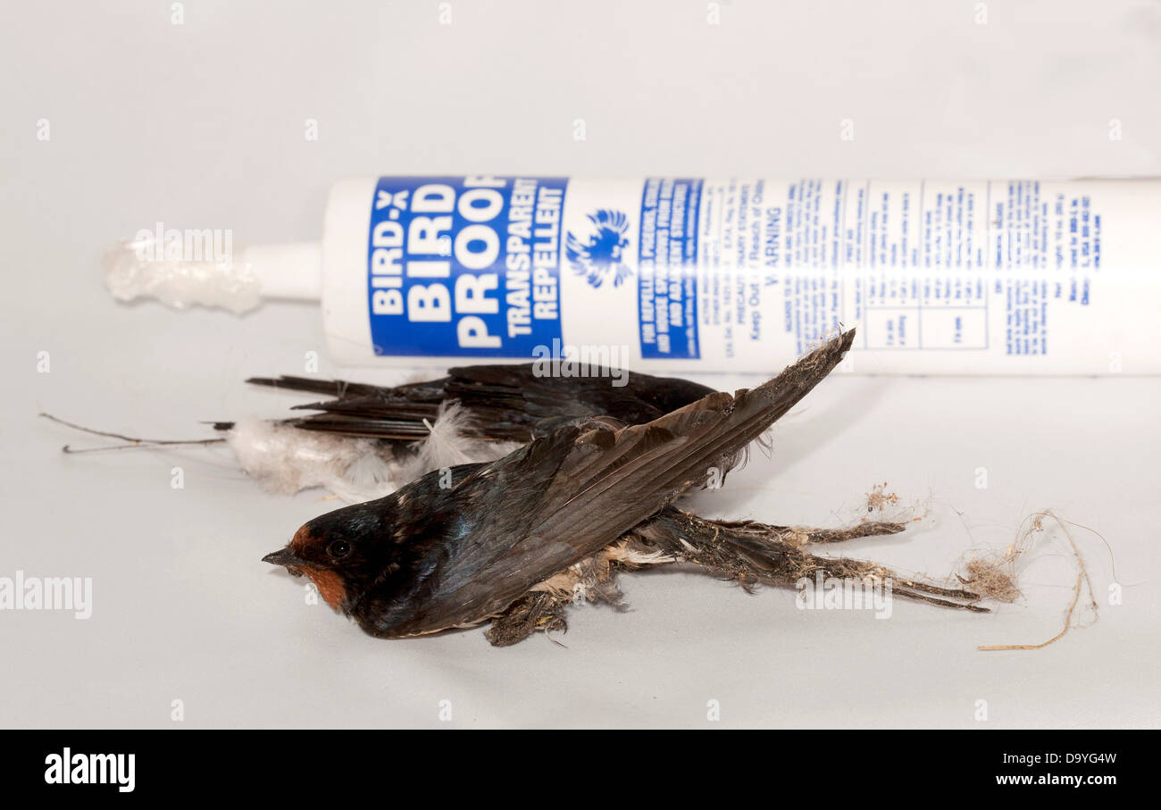 Rondini (Hirundo rustica) ferito mentre bloccato su uccelli repellente per  la prova Foto stock - Alamy