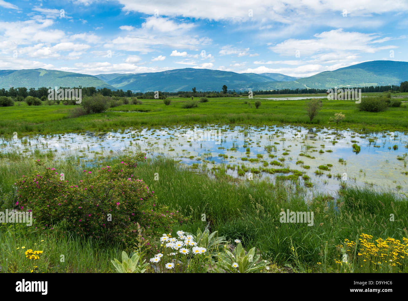 Creston valle delle zone umide, vicino a Creston, British Columbia, Canada Foto Stock