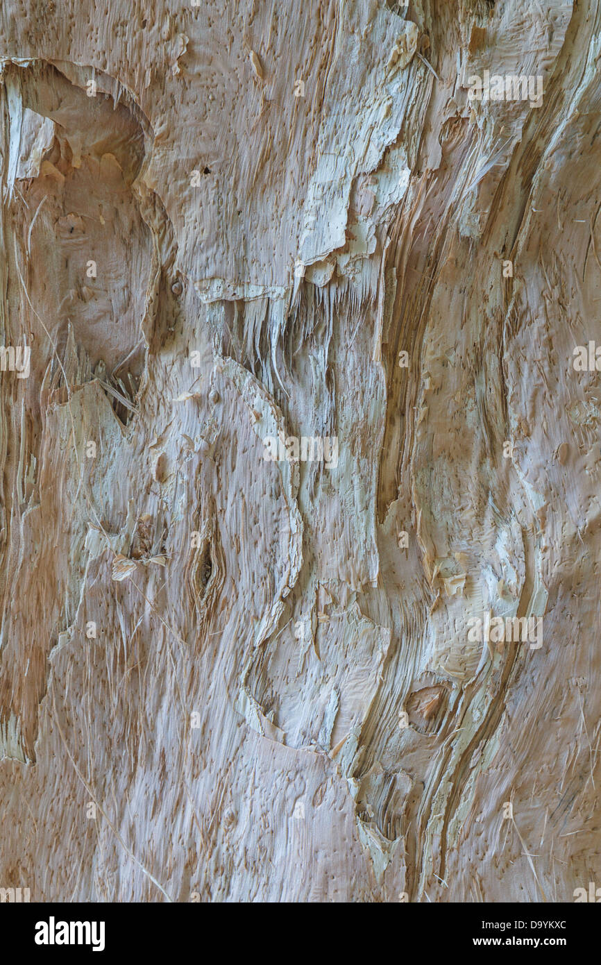 La morbida crema colorata di corteccia di un Austrlian paperbark tree Foto Stock