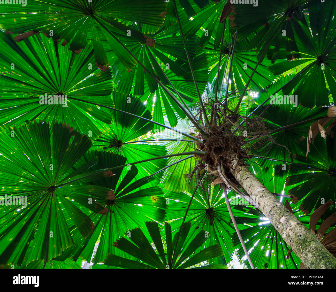 Lookinh verso l'alto in una grande ventola Palm tree nella foresta pluviale di Daintree, Queensland, Australia Foto Stock