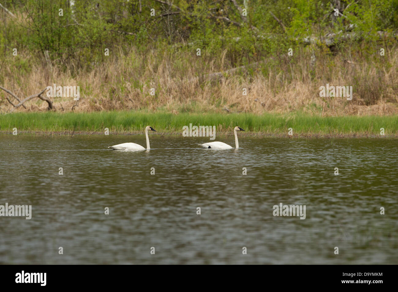 Coppia di trumpeter cigni nuotano in un deserto lago Foto Stock