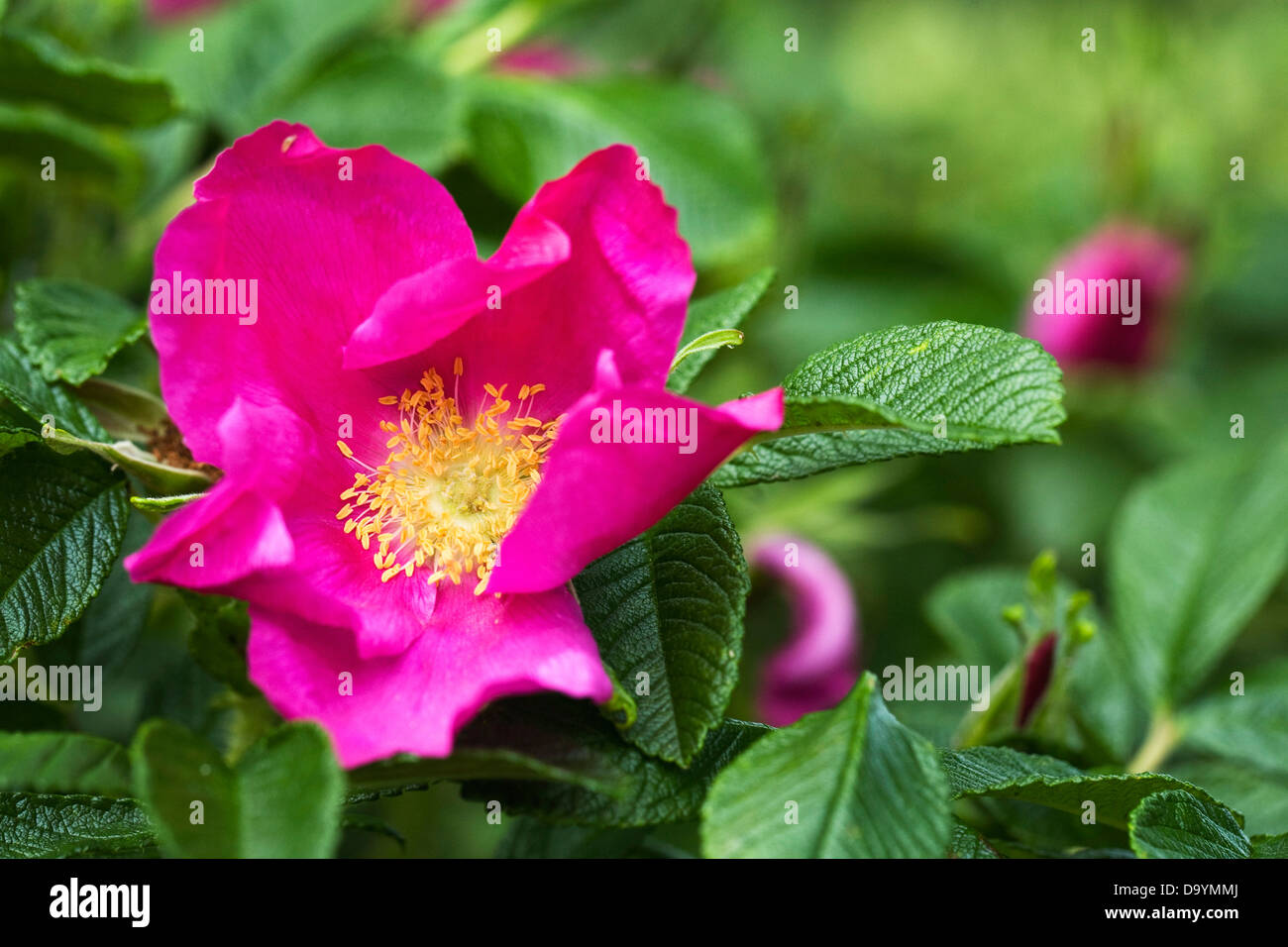 Rosa rugosa crescente nella siepe nella campagna inglese. Foto Stock