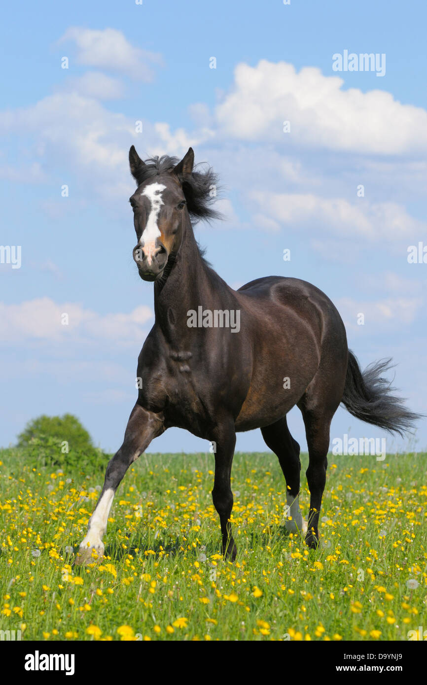 Paso Fino al trotto di cavalli nel campo Foto Stock