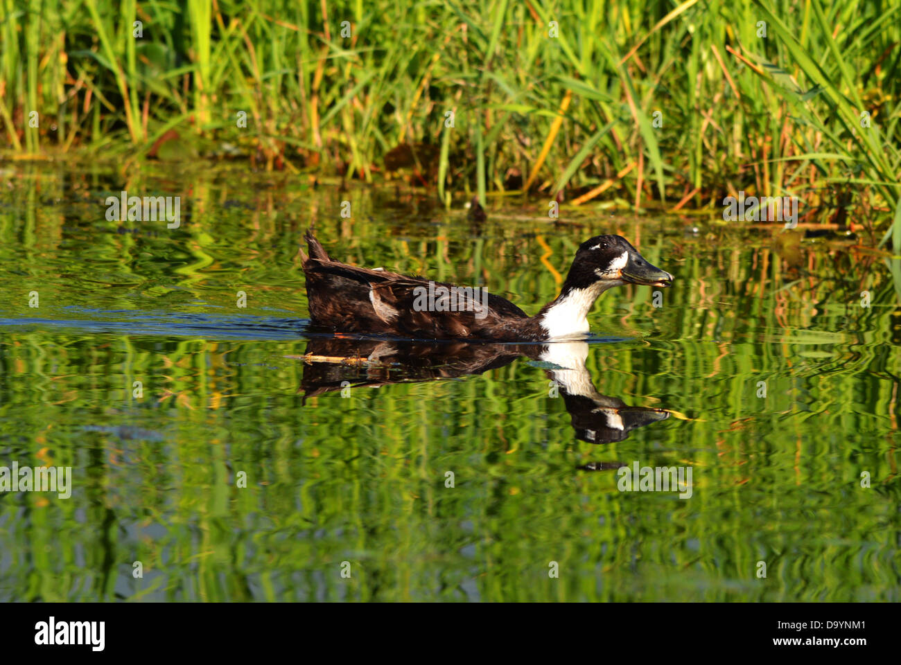 Duck, addomesticati, India, Lago, uccello indiano Foto Stock