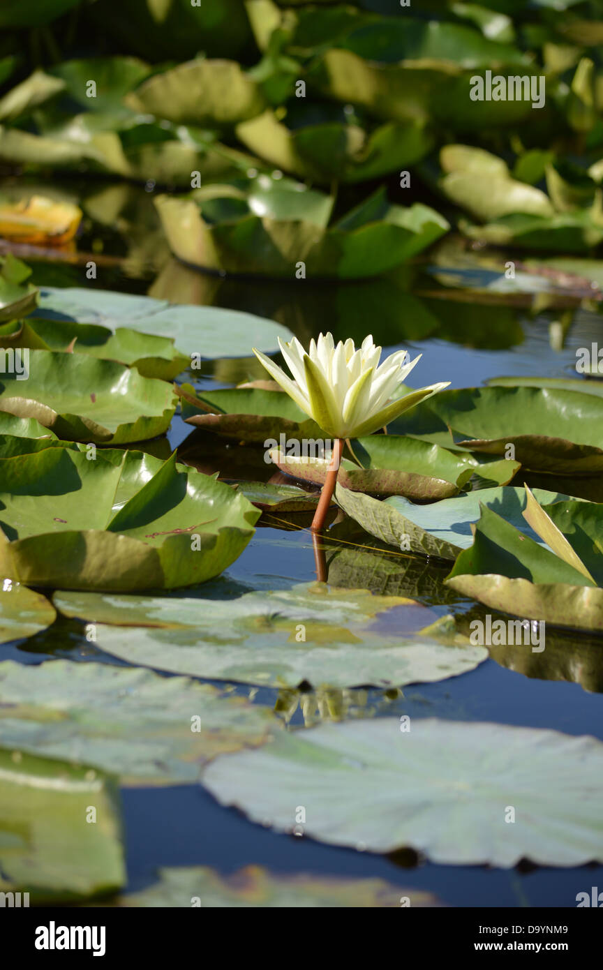Ninfee fiore tropicale, tropici, stagno, pianta acquatica, Lily Pad Foto Stock