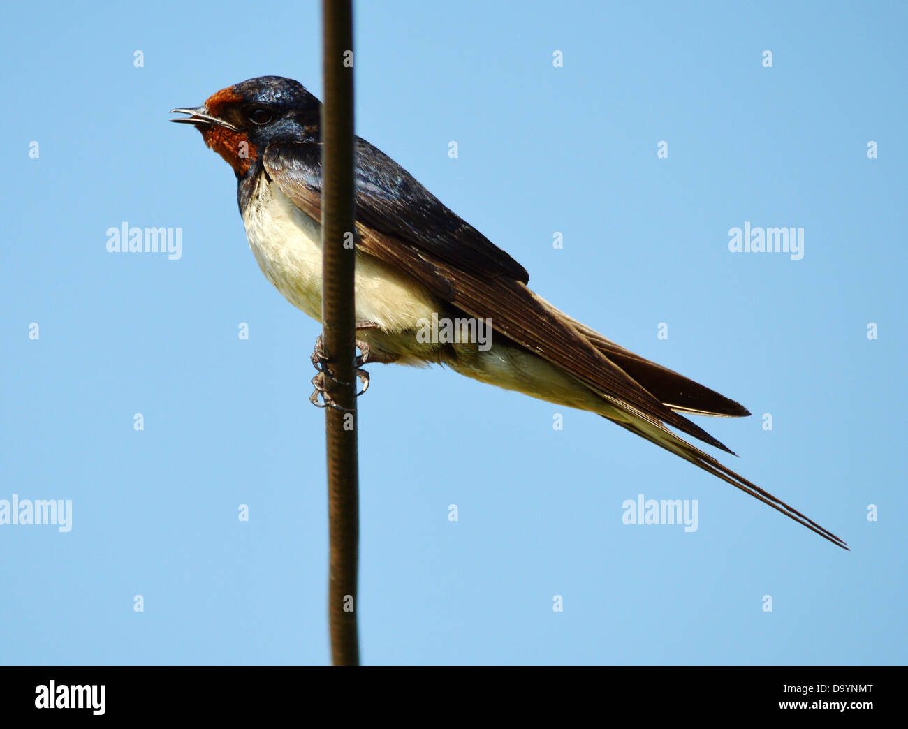 Barn Swallow, Passerine, Uccelli selvatici, tropici, uccelli tropicali, la coda di rondine Foto Stock
