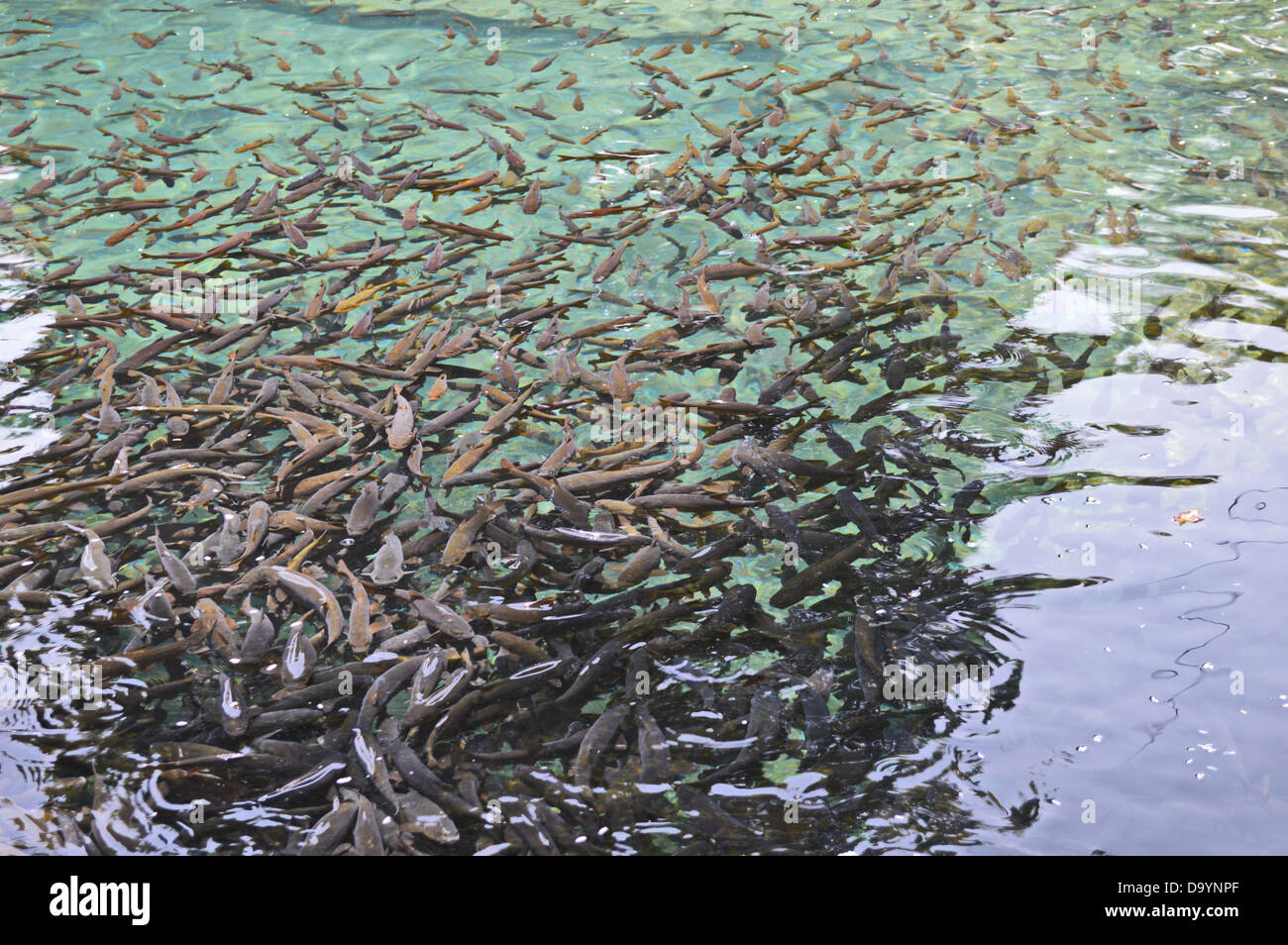 Lupo di mare, pesce, acqua pulita, pesce, pesce nero, alimentazione, della natura e della pesca, Foto Stock