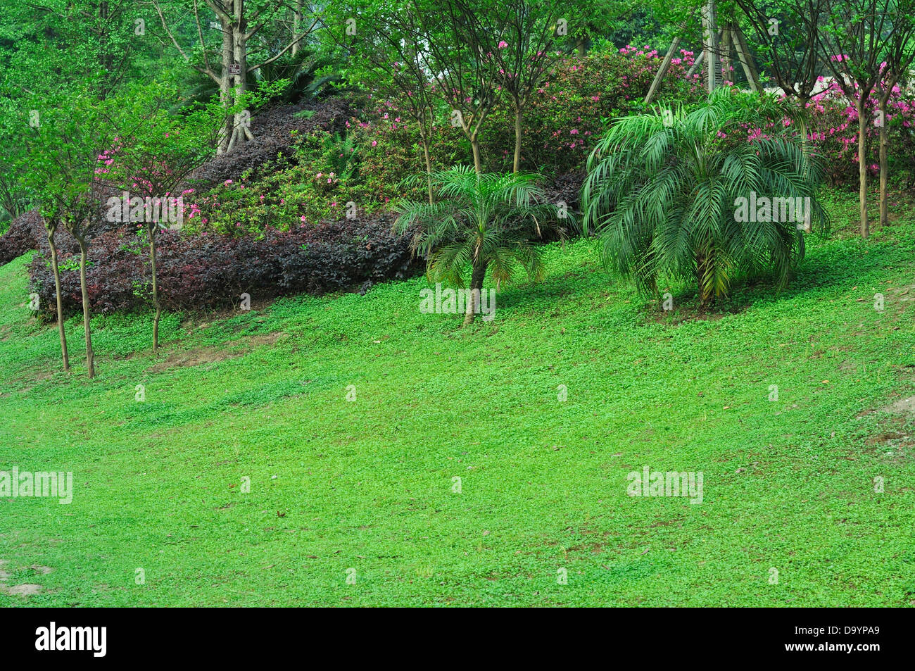 Giardino tranquillo con un fresco prato falciato Foto Stock