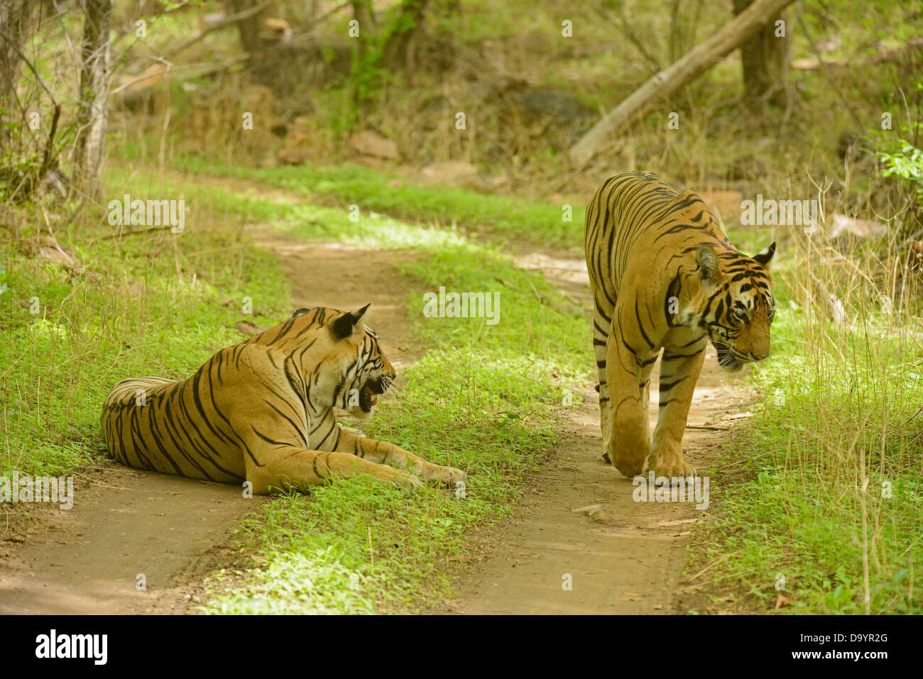 Due tigri selvatiche su una strada forestale nel bosco di Ranthambhore durante i monsoni Foto Stock
