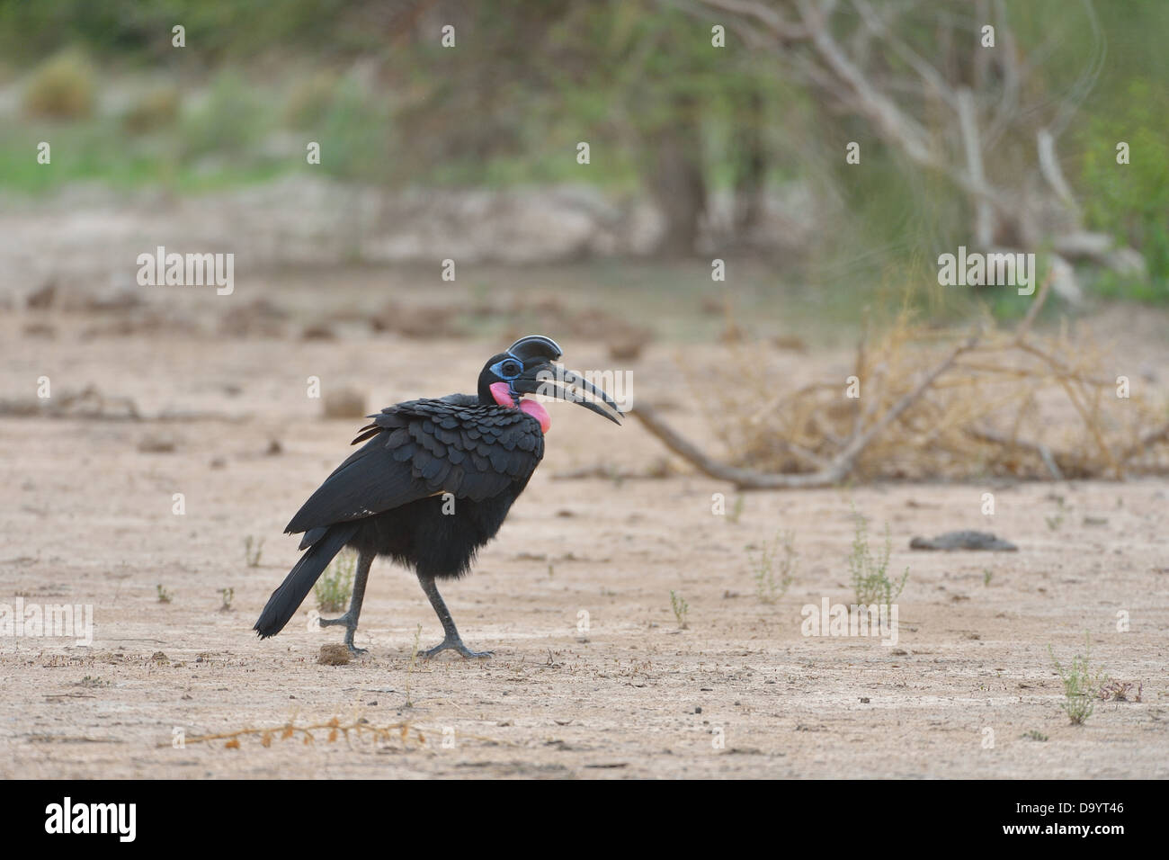 Ground-Hornbill abissino - Northern Ground-Hornbill (Bucorvus abyssinicus) in cerca di cibo sul terreno W Parco Regionale Foto Stock
