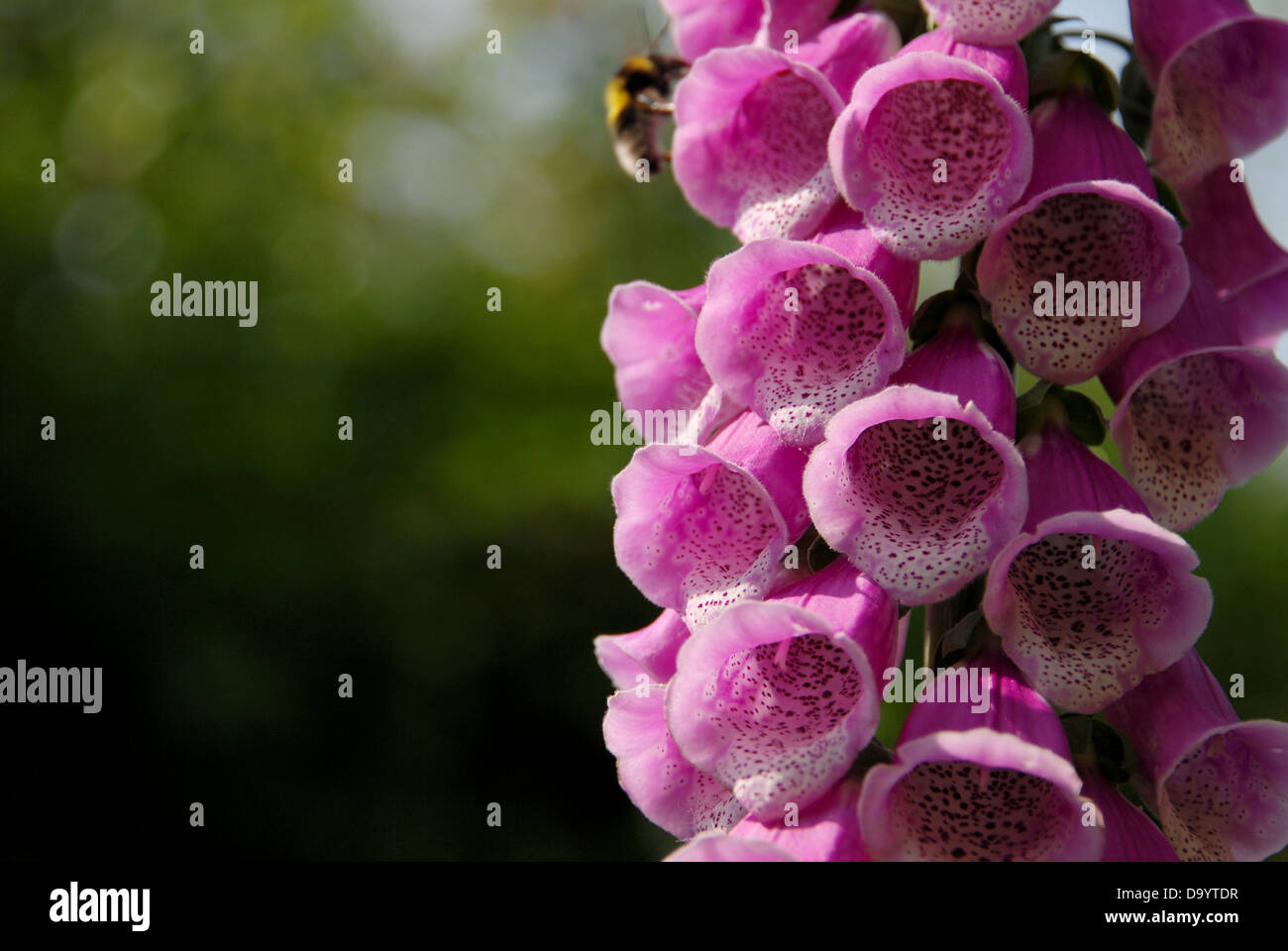 Foxglove rosa fiorisce in shallow focus contro uno sfondo verde con un Bumble Bee impollinare i fiori Foto Stock