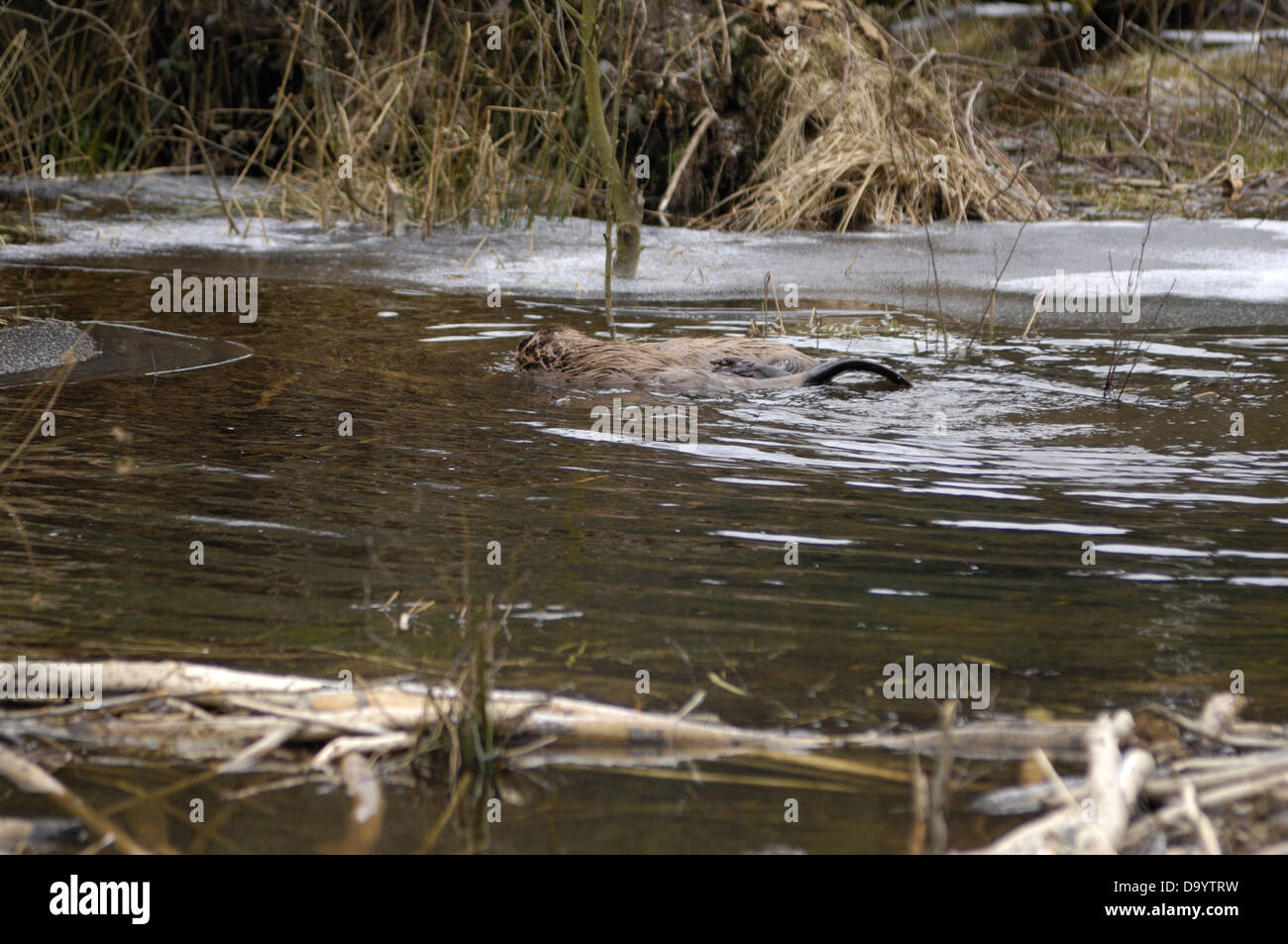 Eurasian castoro (Castor fiber) coppia coniugata in acqua in inverno Foto Stock