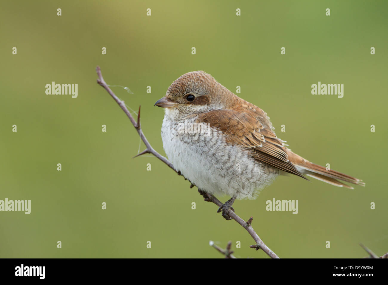 Ritratto di un bambino Red Back Shrike. Foto Stock