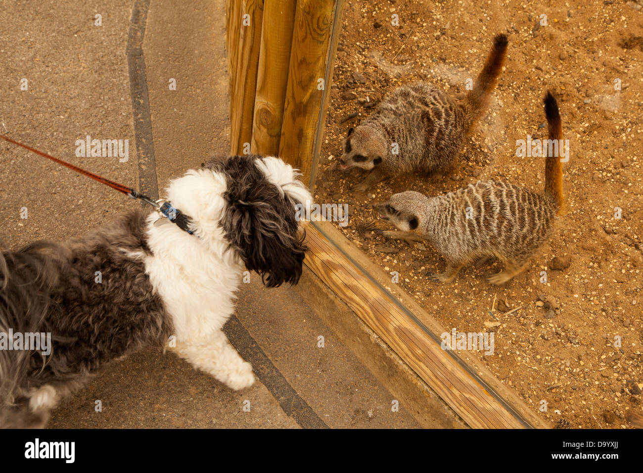 Lhasa Apso cane meerkats incontro allo zoo Foto Stock