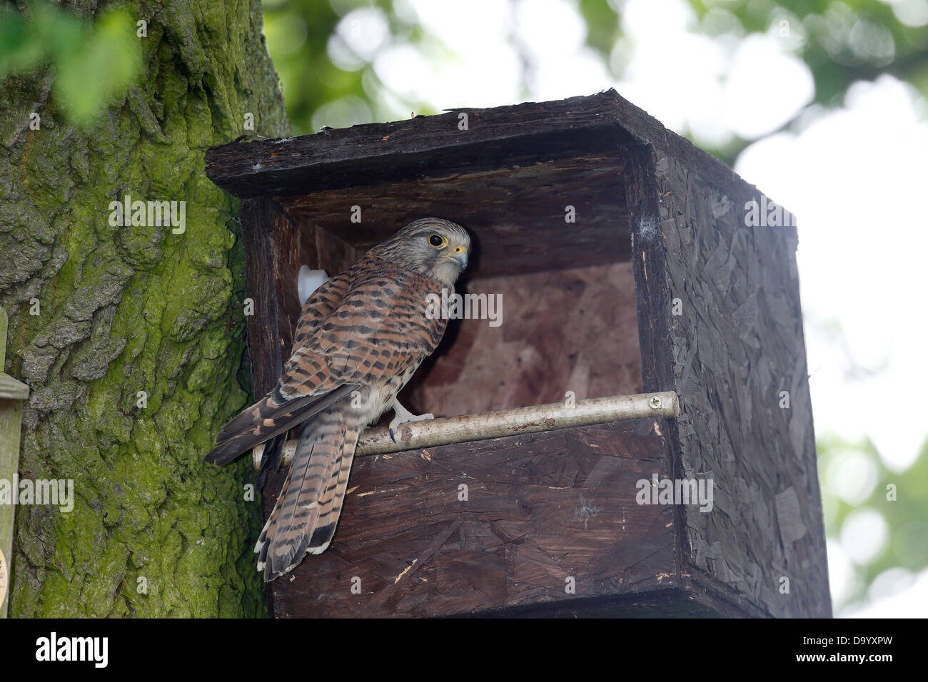 Il Gheppio, il Falco tinnunculus, unica donna a scatola di nido, Warwickshire, Giugno 2013 Foto Stock
