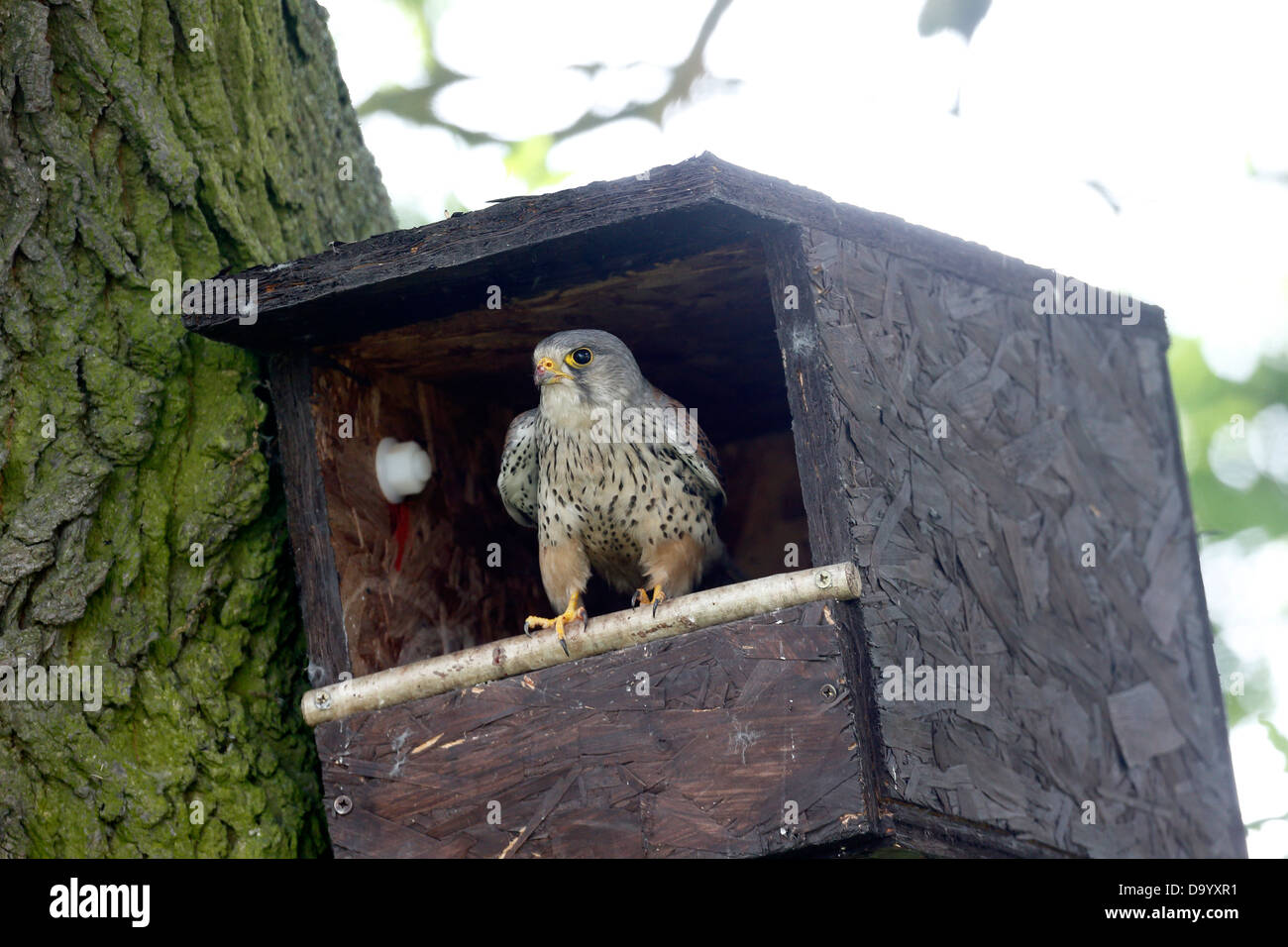 Il Gheppio, il Falco tinnunculus, unico maschio a scatola di nido, Warwickshire, Giugno 2013 Foto Stock