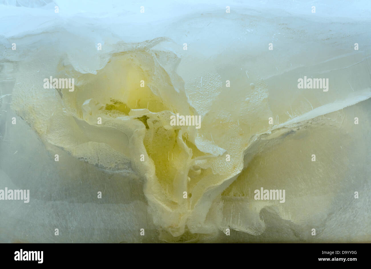 Congelati bella rosa bianca fiore. fiorisce nel cubo di ghiaccio Foto Stock
