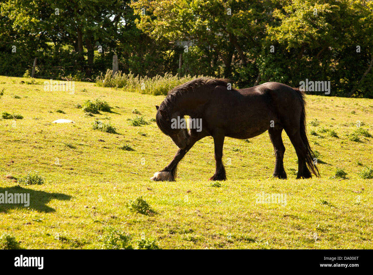 Shire horse mare graffiare la gamba Foto Stock