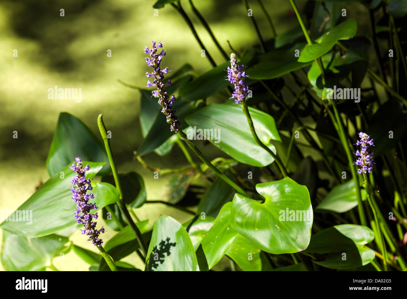 Pickerel erbaccia, un delicato lavanda pianta acquatica originaria del Nord America in giardini Kanapaha vicino a Gainesville, Florida. Foto Stock