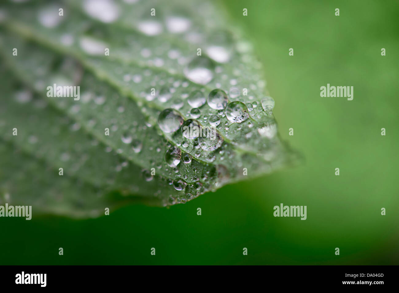 Gocce d'acqua sul verde Hosta lascia sotto la pioggia Foto Stock