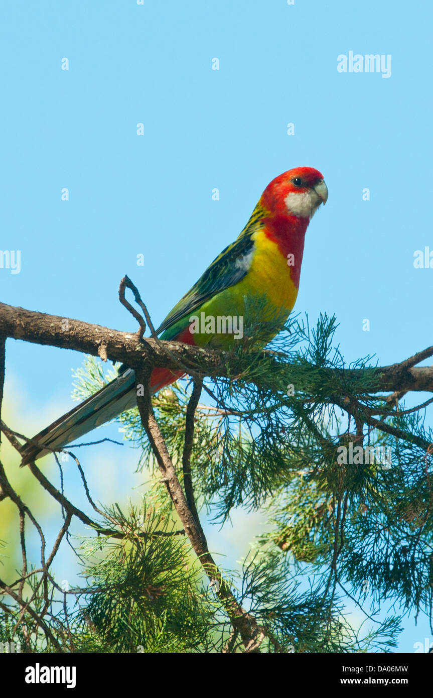 Eastern Rosella, Platycercus eximius Pilliga Riserva Naturale, NSW, Australia Foto Stock